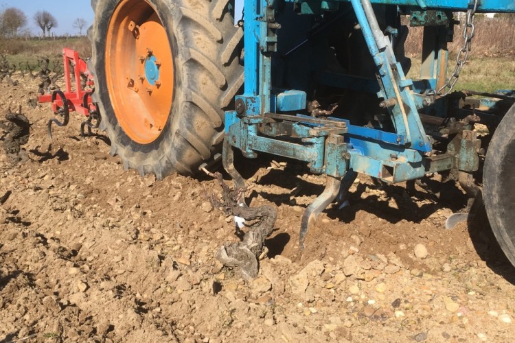 Labour des vignes du domaine