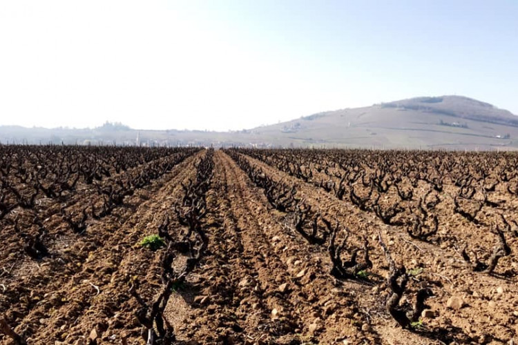 Tillage of our Brouilly Pisse Vieille